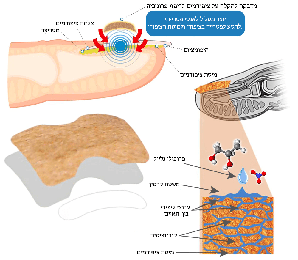 German ToenailHeal™ תיקון הפרוניכיה