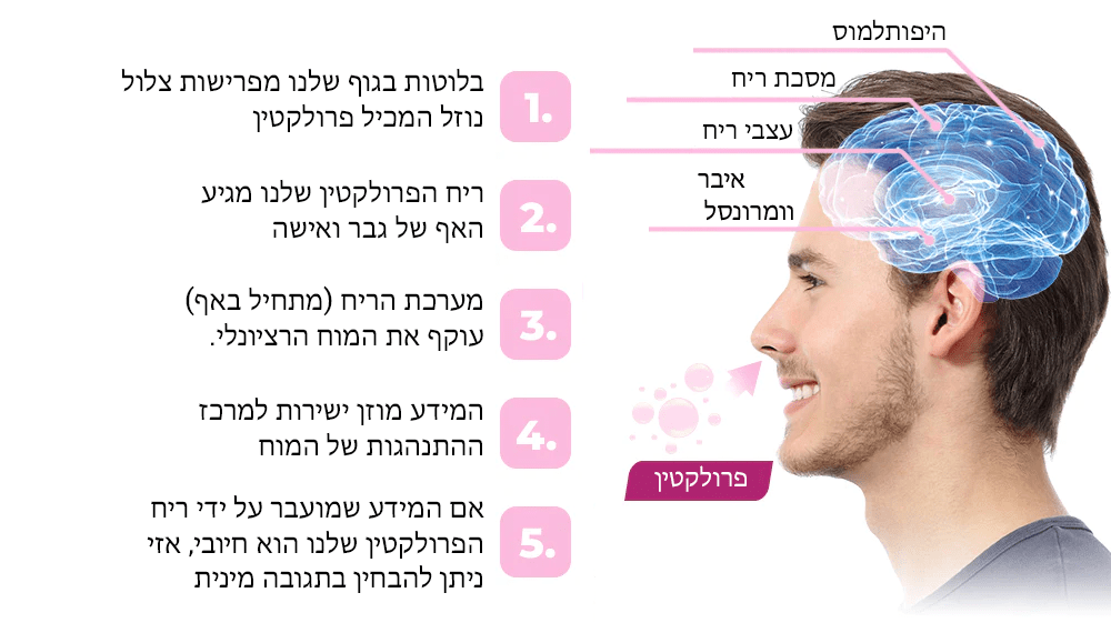 בושם Chance™ אתרוג פרולקטין